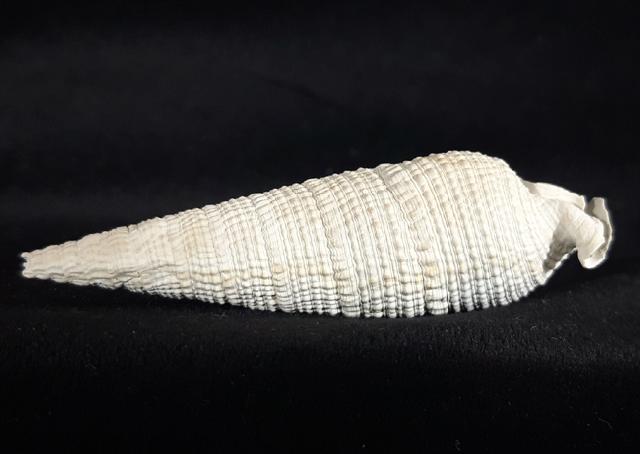 Cerithium (Cerithioclava) dalli OLSSON & PETIT 1964  - Bild &copy; FossNet FossilienStore